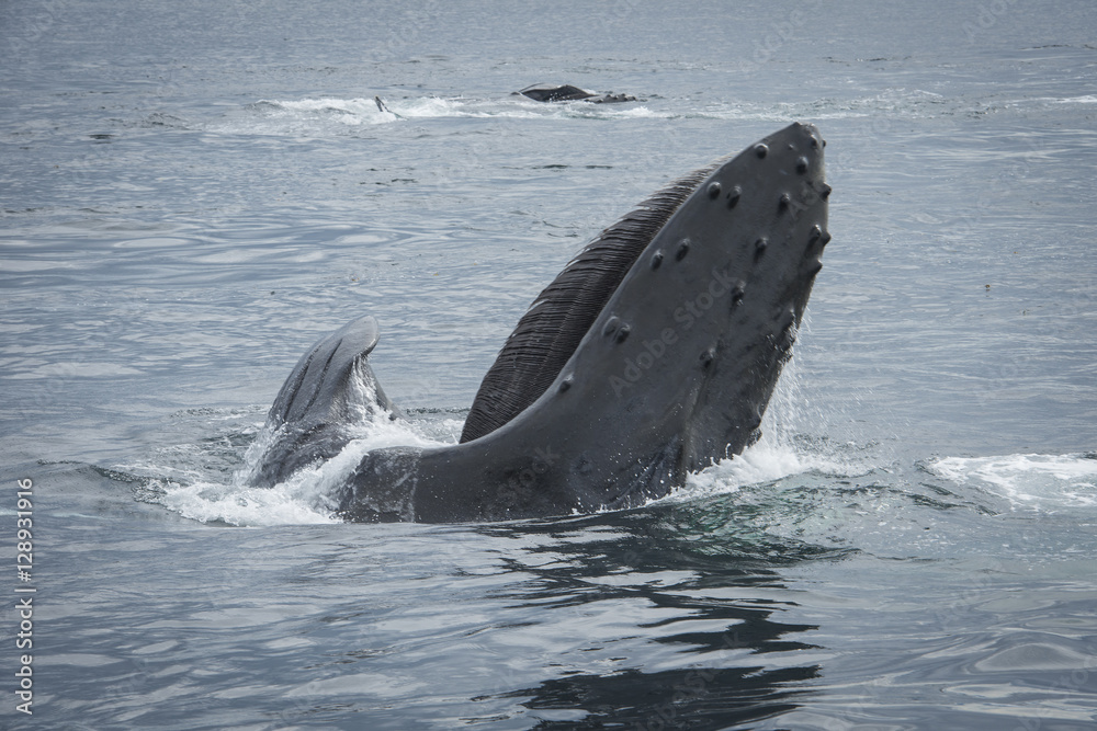 Fototapeta premium Mouth Wide Open, Humpback Whale