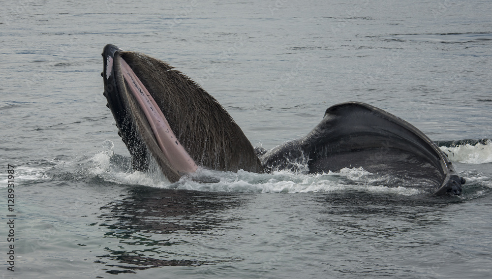 Obraz premium Wide Open Mouth, Humpback Whale