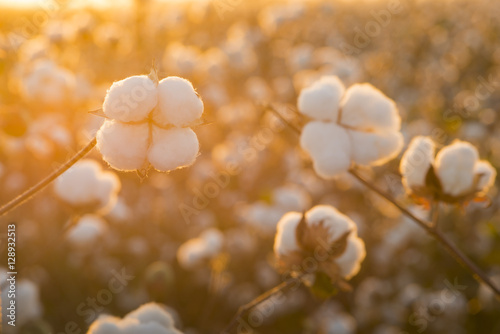 Cotton field background ready for harvest under a golden sunset macro close ups of plants 
