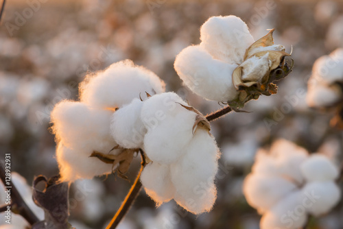 Cotton field background ready for harvest under a golden sunset macro close ups of plants 
 photo
