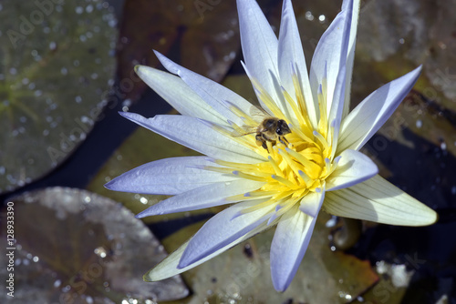 Bee pollinating blue waterlily photo