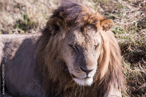 lion in Masai Mara Kenya, Africa © robcartorres