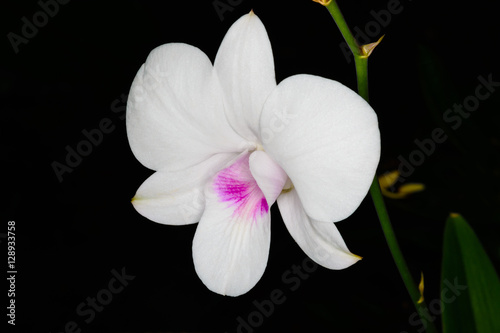 Beautiful white orchid.