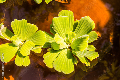 Duckweed in basin photo