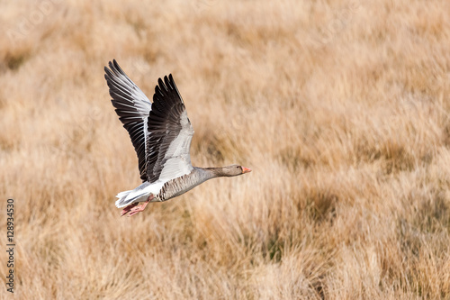 Gray goose (Anser anser) flying over field