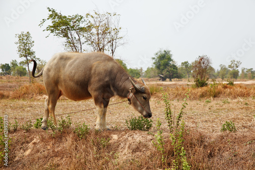 Fototapeta Naklejka Na Ścianę i Meble -  Thai buffalo walk over the field.