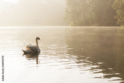 The white swan swim in the lake with the morning mist scene