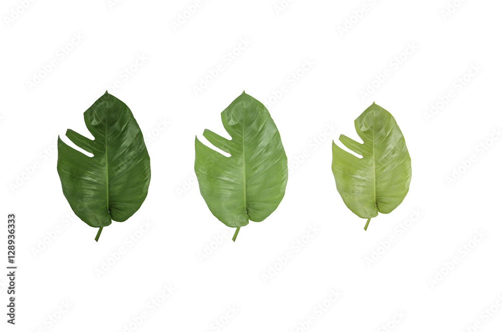Grean leaf isolated on white background Grean leaf isolated on white background
