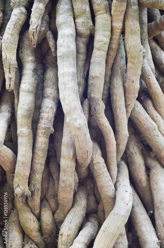 big tree root old nature background plant wood green
