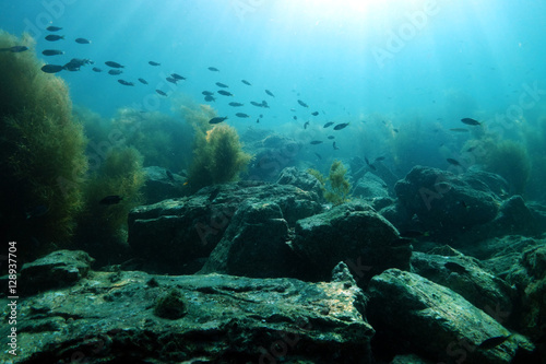 Fish in light rays 2