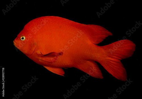 Garibaldi portrait