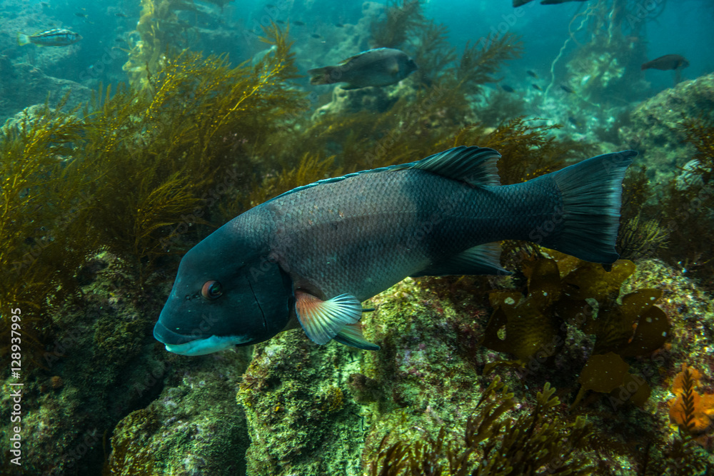 Male Sheepshead fish