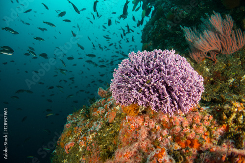 Fototapeta Naklejka Na Ścianę i Meble -  Purple Hydro Coral Ball