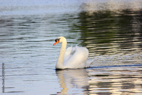 Swan Floating