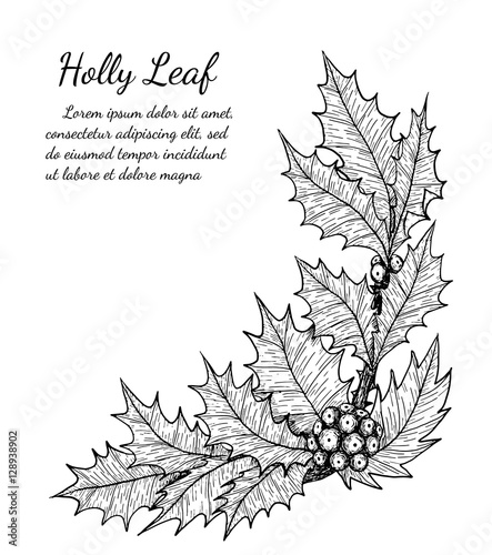 holly plant isolated on brown background.holly leaf sketch by hand drawing.merry christmas 