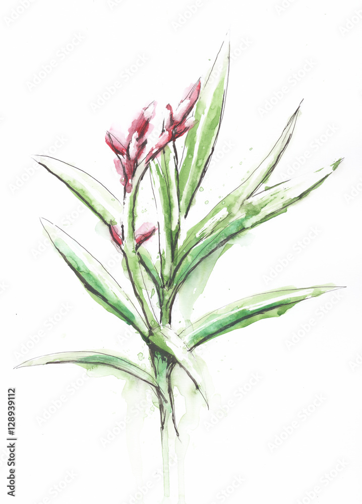 Fototapeta premium Plant with buds drawn in pen and watercolor