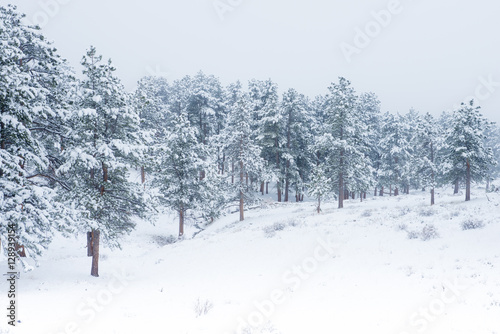 Beautiful winter scene with icy slick road driving situation curving road covered with snow and snowy trees all around