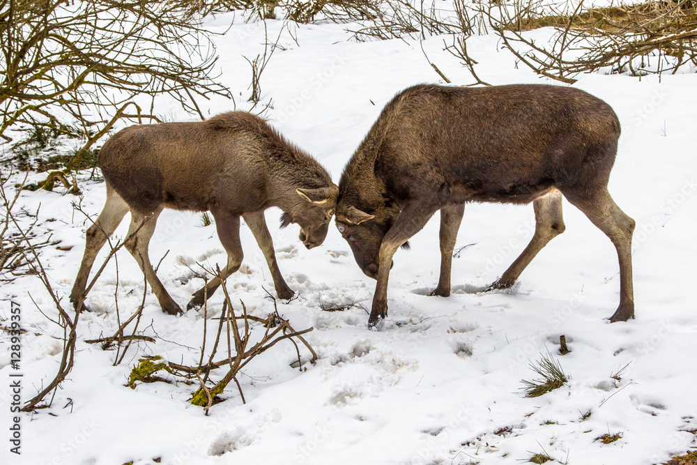 Obraz premium Moose or Elk