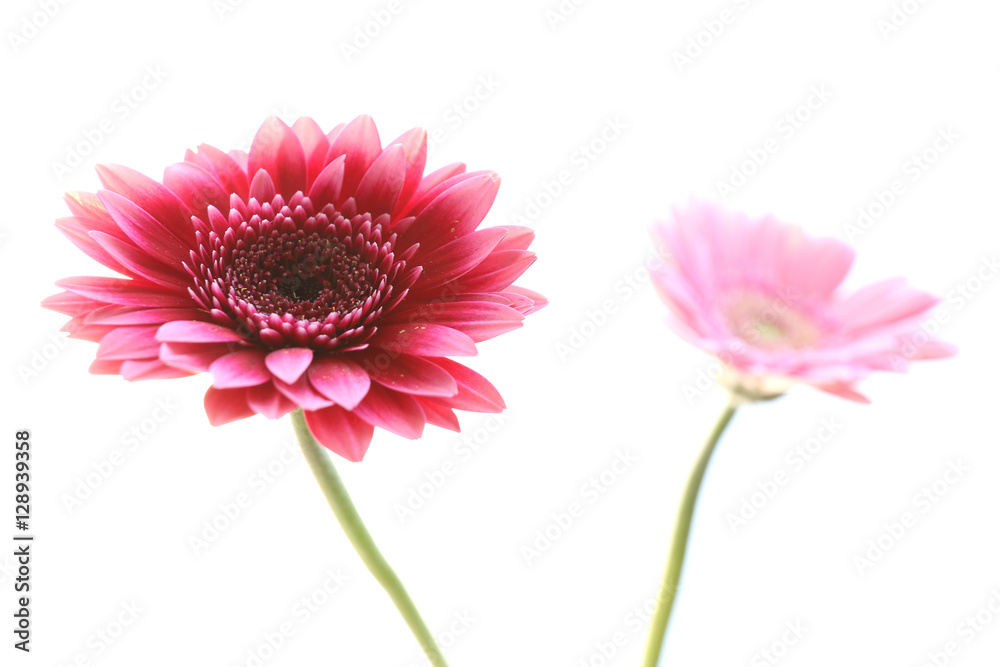 pink daisy flower isolated