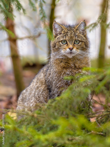 Photography Cute portrait of European wild cat