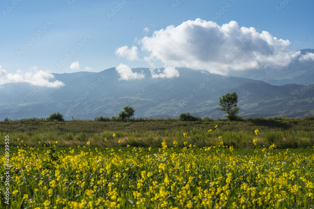 yellow flowers field mountain background