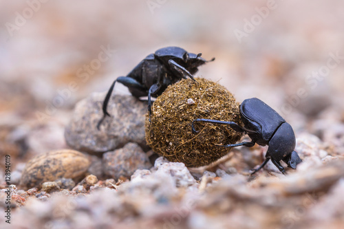 Two strong dung beetles