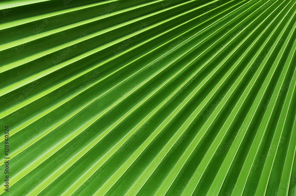 Fresh green leaf as background. Fresh green leaf as background.