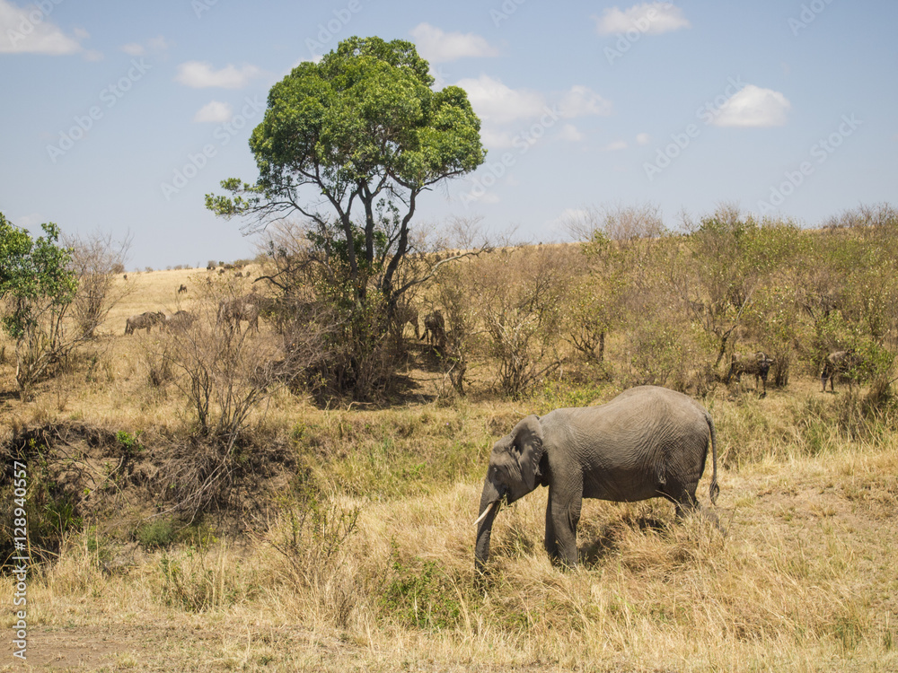 landscape with elephants in the Masai Mara National Park in Keny landscape with elephants in the Masai Mara National Park in Keny