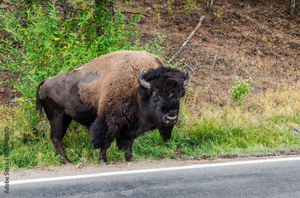 Fototapeta premium Bison on the Edge of the Road