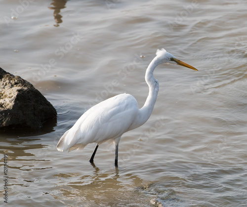 White Egret on a lagoon © xiaoliangge