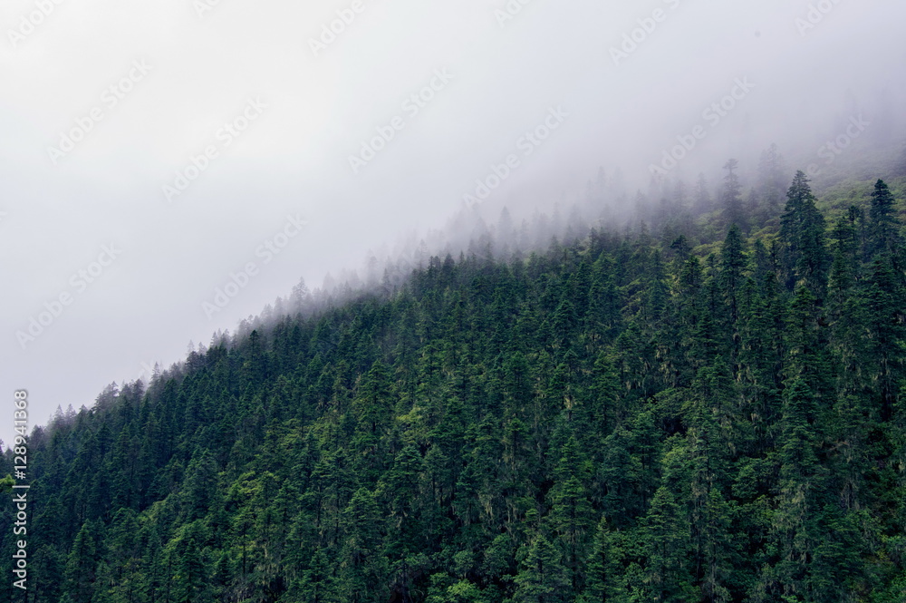 Forested mountain slope in low lying cloud with the evergreen conifers shrouded in mist in a scenic landscape view