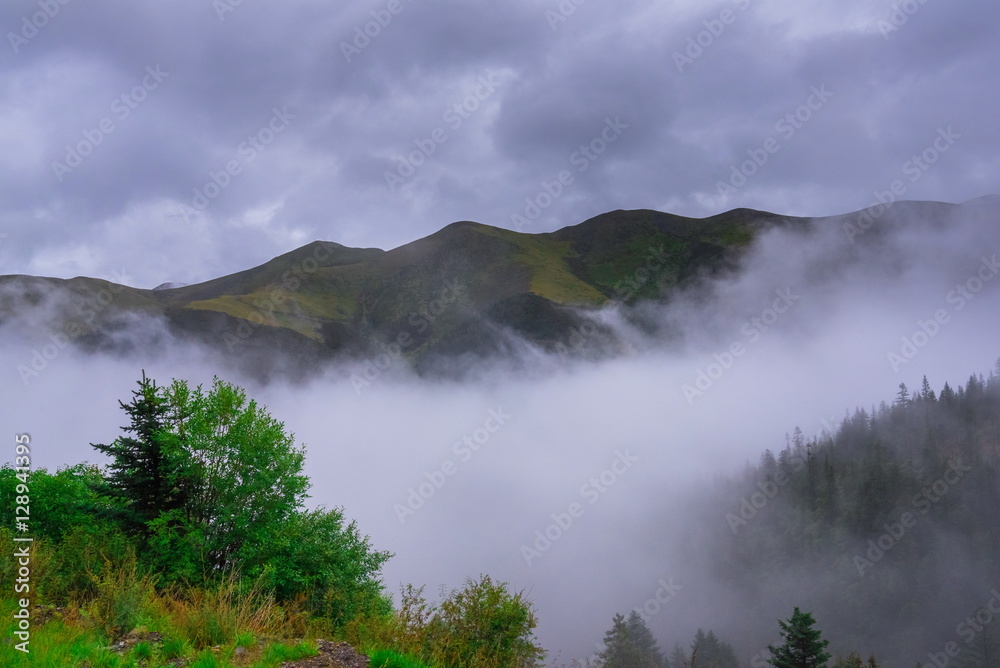 Forested mountain slope in low lying cloud with the evergreen conifers shrouded in mist in a scenic landscape view