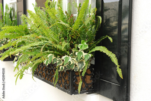 close up on window decorated with fern in flowerbox