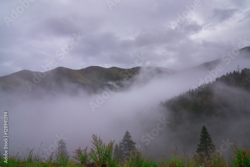Forested mountain slope in low lying cloud with the evergreen conifers shrouded in mist in a scenic landscape view
