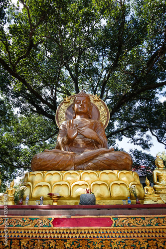 buddha statue under the huge tree