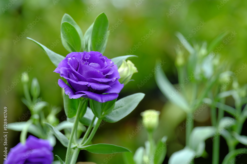 Purple rose flower in garden.Purple rose macro close up. Purple rose flower in garden.Purple rose macro close up.