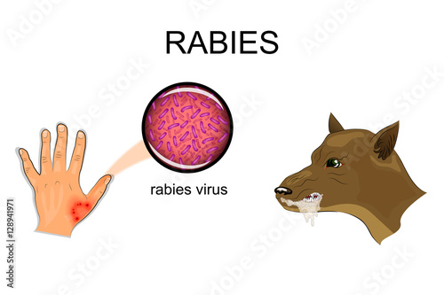 dog bite, sick animal, the rabies virus photo