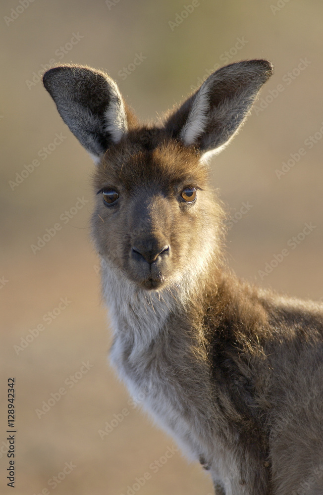 Fototapeta premium kangaroo in outback Australia.