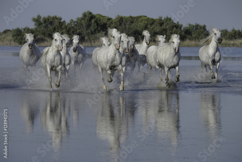 Fototapeta Naklejka Na Ścianę i Meble -  Herd of White Horses Running Through the Water in Camargue, France