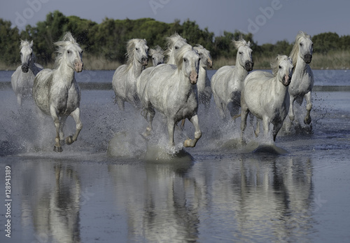 Fototapeta Naklejka Na Ścianę i Meble -  White Stallions Running Through the Water
