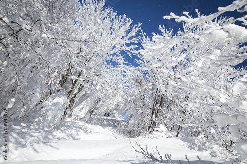 Fototapeta Naklejka Na Ścianę i Meble -  Winter forest
