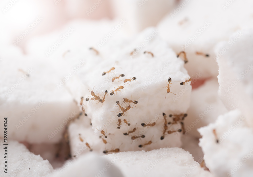 ants on cube sugar ants on cube sugar