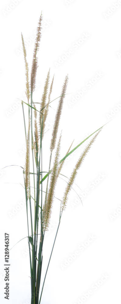 Flowering stems of ornamental fountain grass isolated on white b Flowering stems of ornamental fountain grass isolated on white b
