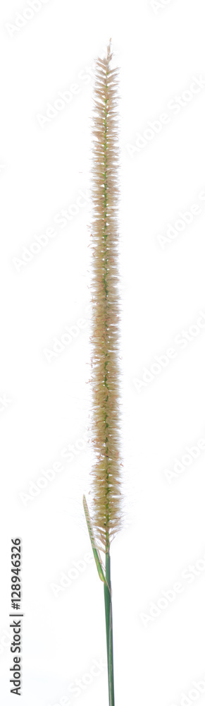 Flowering stems of ornamental fountain grass isolated on white Flowering stems of ornamental fountain grass isolated on white