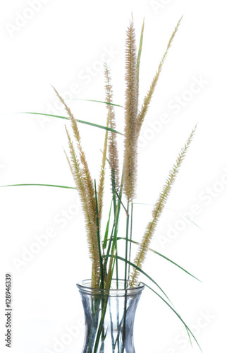 Flowering stems of ornamental fountain grass isolated on white b © showcake