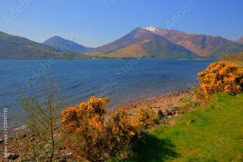 Loch Leven Lochaber Geopark Scotland uk view to Glen coe with snow topped mountains and yellow flowers  photo