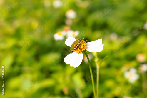 Closeup firefly on flower with soft background
