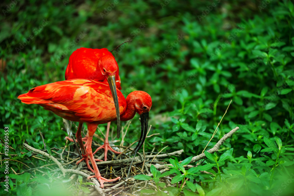 Naklejka premium American Red Ibis