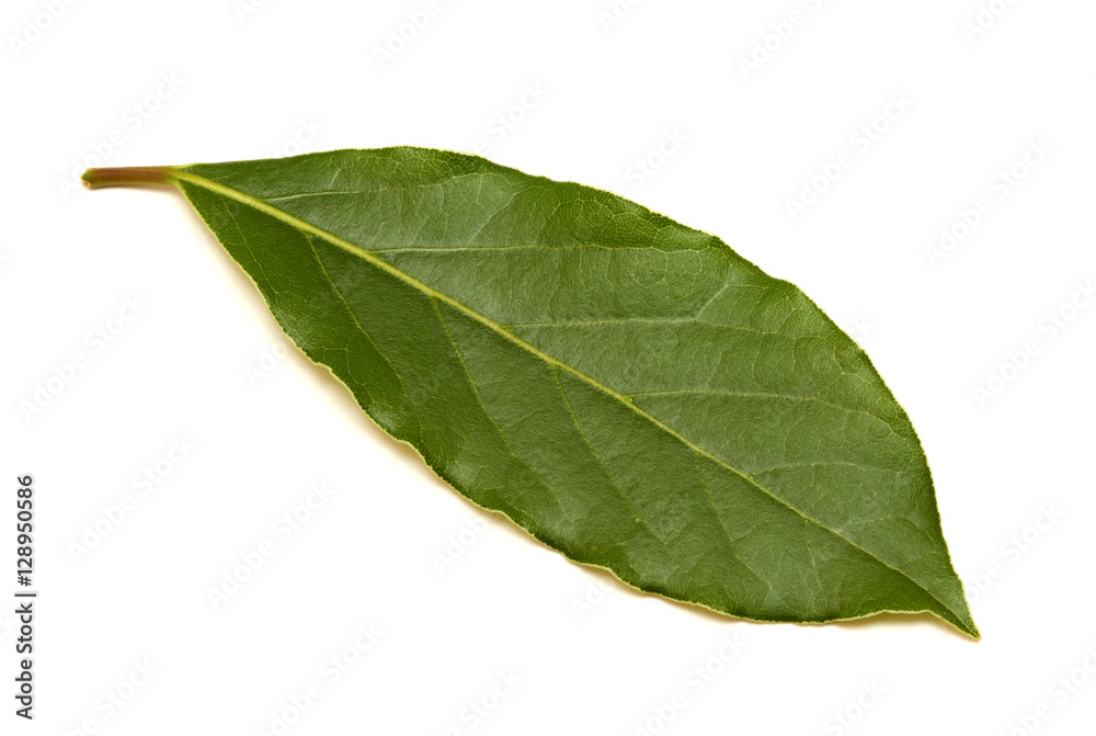 Fresh green bay leaf isolated on white background Fresh green bay leaf isolated on white background