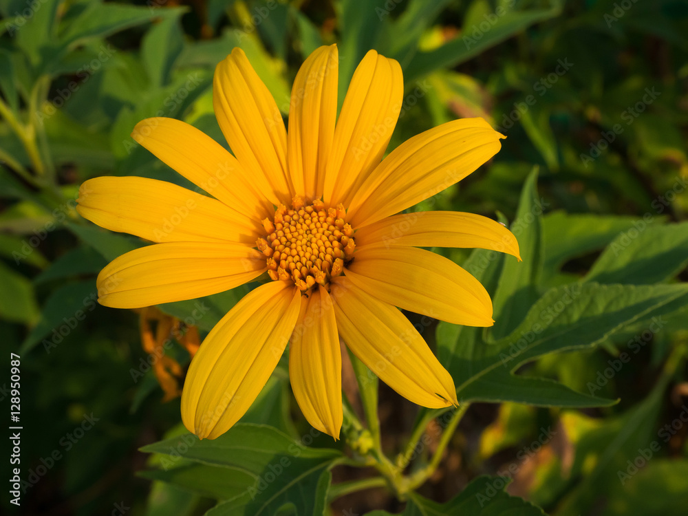 sunflower maxican sunflower maxican